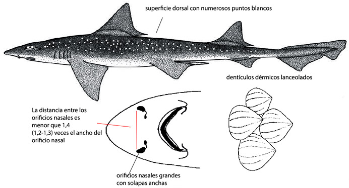 Mustelus asterias_02.jpg
